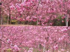 -天适樱花悠乐园