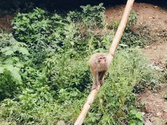 -西双版纳原始森林公园