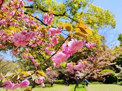 -上海共青森林公园