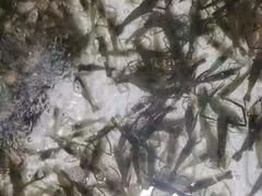 -品雅轩农家乐