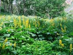 -百年石锅饭·朝鲜族传统民餐