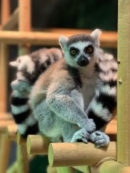 -Zoolung Zoolung动物主题公园(海信广场店)