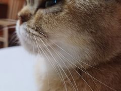 -楼上猫咖(罗湖店)