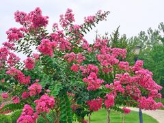 -燕郊植物园