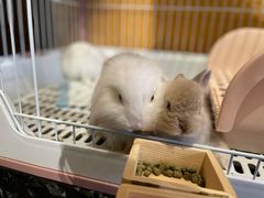 -猫猫幼稚园·撸猫·桌游·电玩
