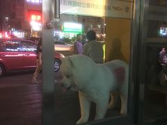 -瑞派宠物医院·24小时骨科·心脏·核磁(哈尔滨南岗店)