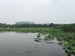 -荷塘月色湿地公园·向阳花洲