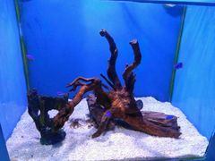 -芜湖新华联大白鲸海洋公园