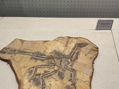 -辽宁古生物博物馆
