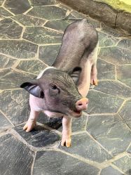 -Zoolung Zoolung动物主题公园(海信广场店)