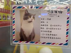 -猫冇咖·家门口的撸猫馆(大融城店)