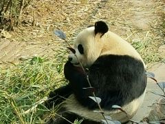 -成都大熊猫繁育研究基地