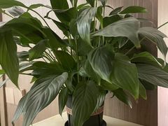 -耳湾躺式采耳SPA馆(保利五月花店)