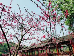 -重庆彩云湖湿地公园