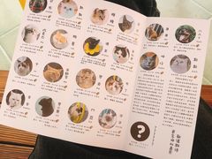 -喵屿·大理花园猫咖