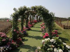 -荷兰花海