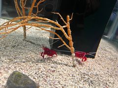 -大阪海游馆