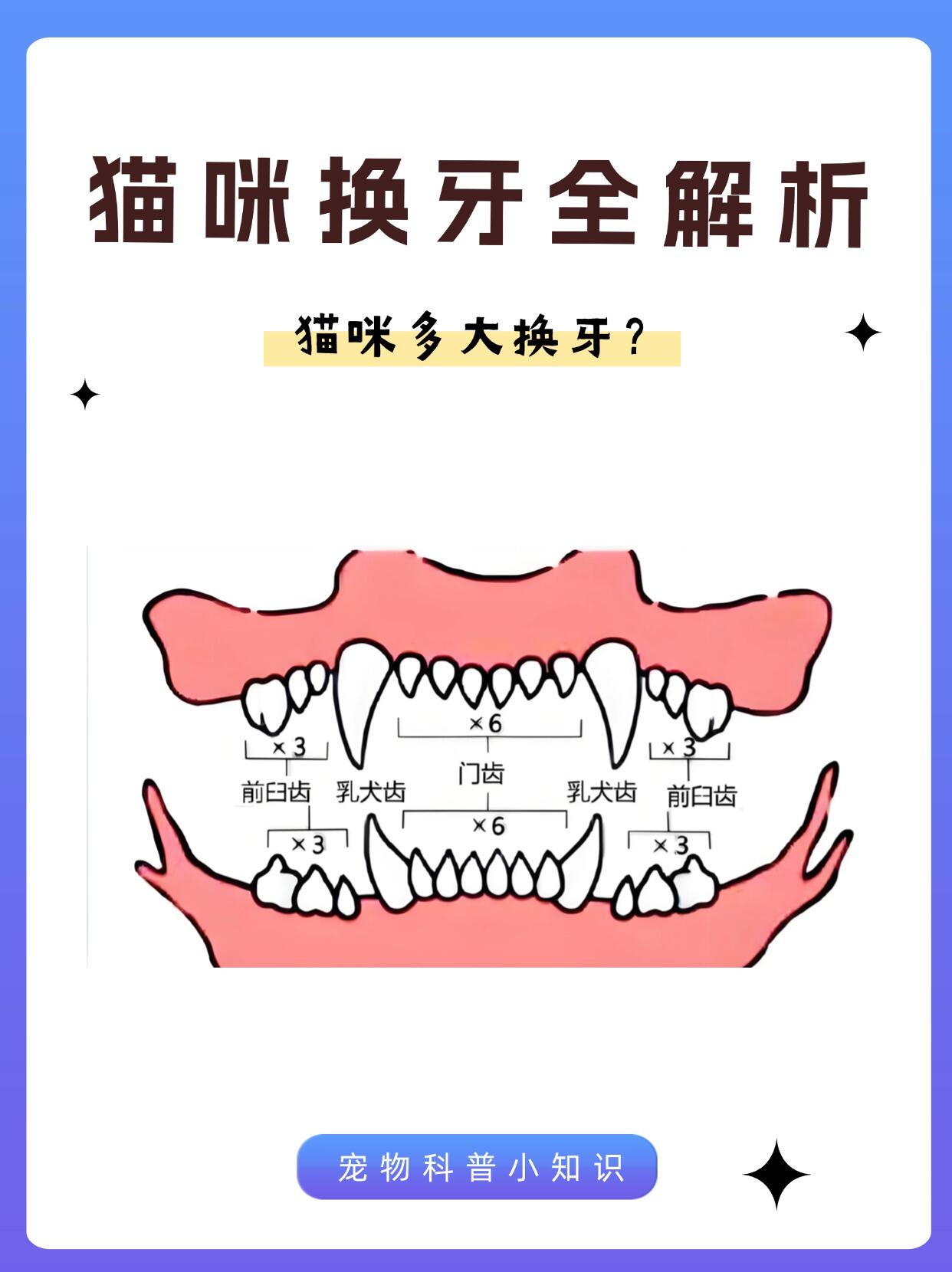 猫咪换牙顺序图片图片