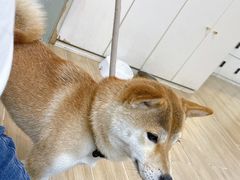 -李小姐の猫咖啡馆(五角场店)