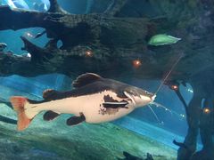 -华夏文旅海洋公园