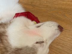 -Husky Go! 哈士奇体验馆·宠物咖啡厅狗咖