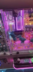 -LuckyStar幸运星家庭娱乐中心(东莞国贸店)