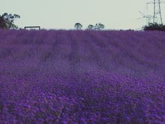 -紫颐香薰山谷景区