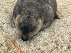 -怪兽屋·羊驼·猫咖·狗咖(俊华广场店)