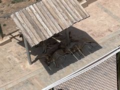-青藏高原野生动物园