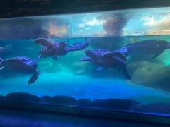 -海合安成都极地海洋公园