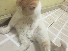 -猫色咖啡·猫咖