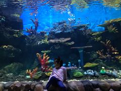 -华夏文旅海洋公园