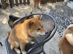 -柴犬高等学院·狗咖·柴犬售卖·宠物训练