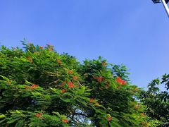 -东莞植物园