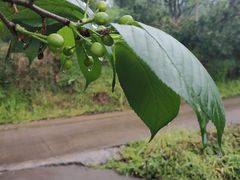 -樱桃山旅游景区
