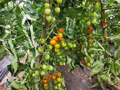 -上膳源有机农场