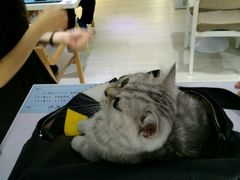 -喵的天空名猫咖啡馆·撸猫·猫舍·用品