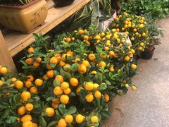 -双季花艺园艺市场(浦东店)