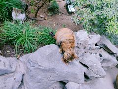 -龙华寺