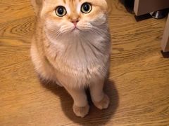 -欣宠猫屋·矮脚拿破仑·蓝金金渐层