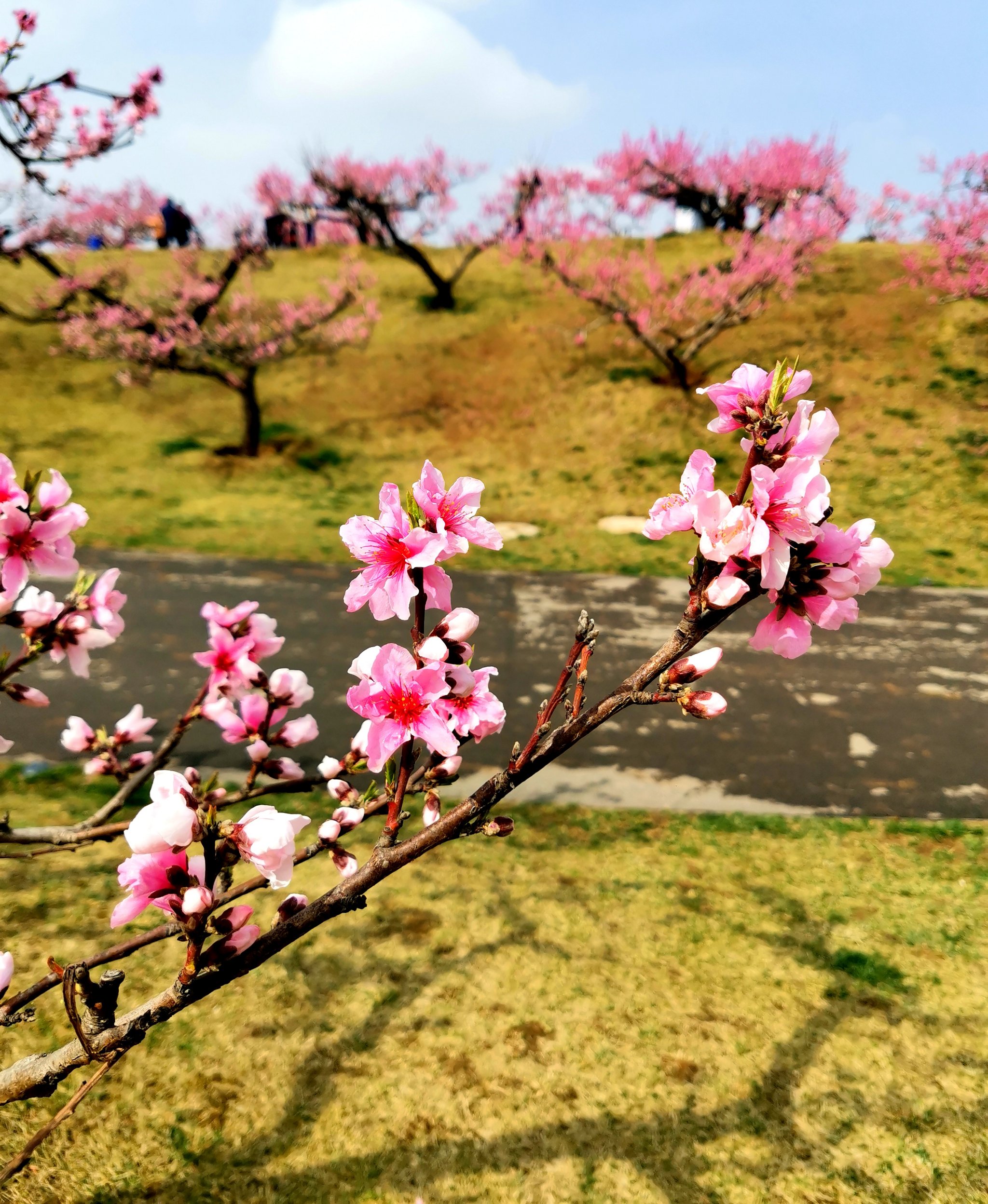 朵朵桃花咧嘴笑图片