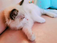 -70cat德文卷毛猫·缅因猫纯种猫舍
