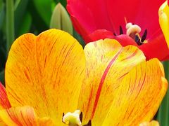 -石家庄市植物园