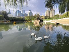 -团结湖公园