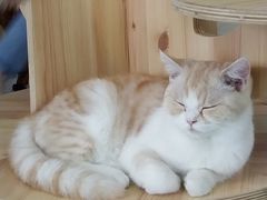 -Heymao猫咖.咖啡厅(东门店)