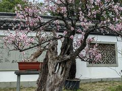 -杭州植物园
