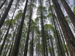 -武陵山森林公园