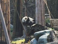 -都江堰中华大熊猫苑