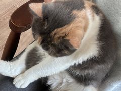 -有猫主题·治愈系猫咖(曾厝垵店)