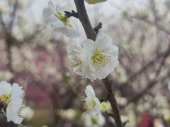 -无锡梅园公园